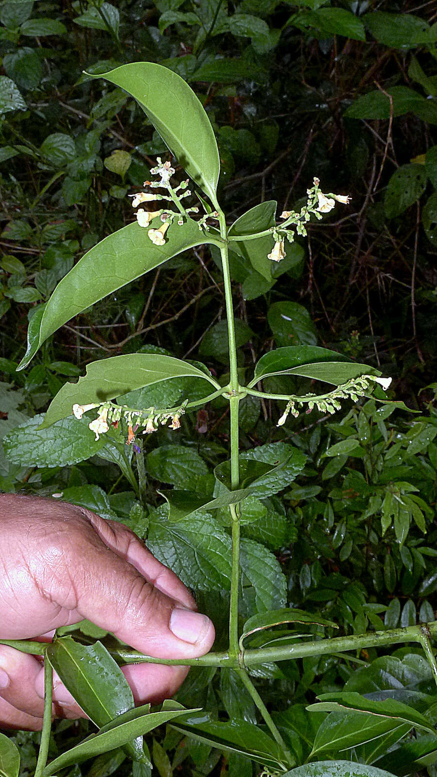 Image of West Indian milkberry