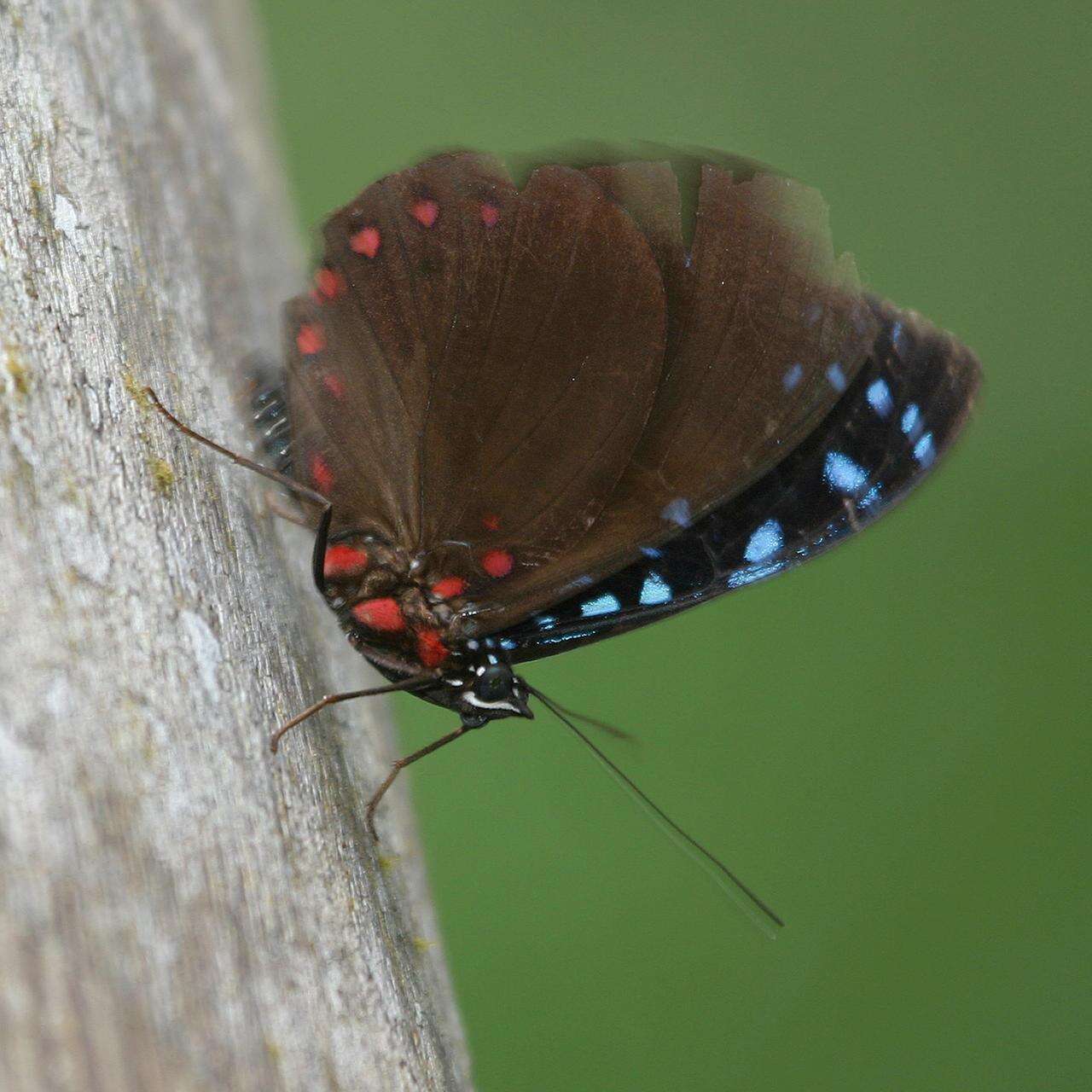 Image of Hamadryas laodamia laodamia