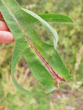 Imagem de Sonchus palustris L.