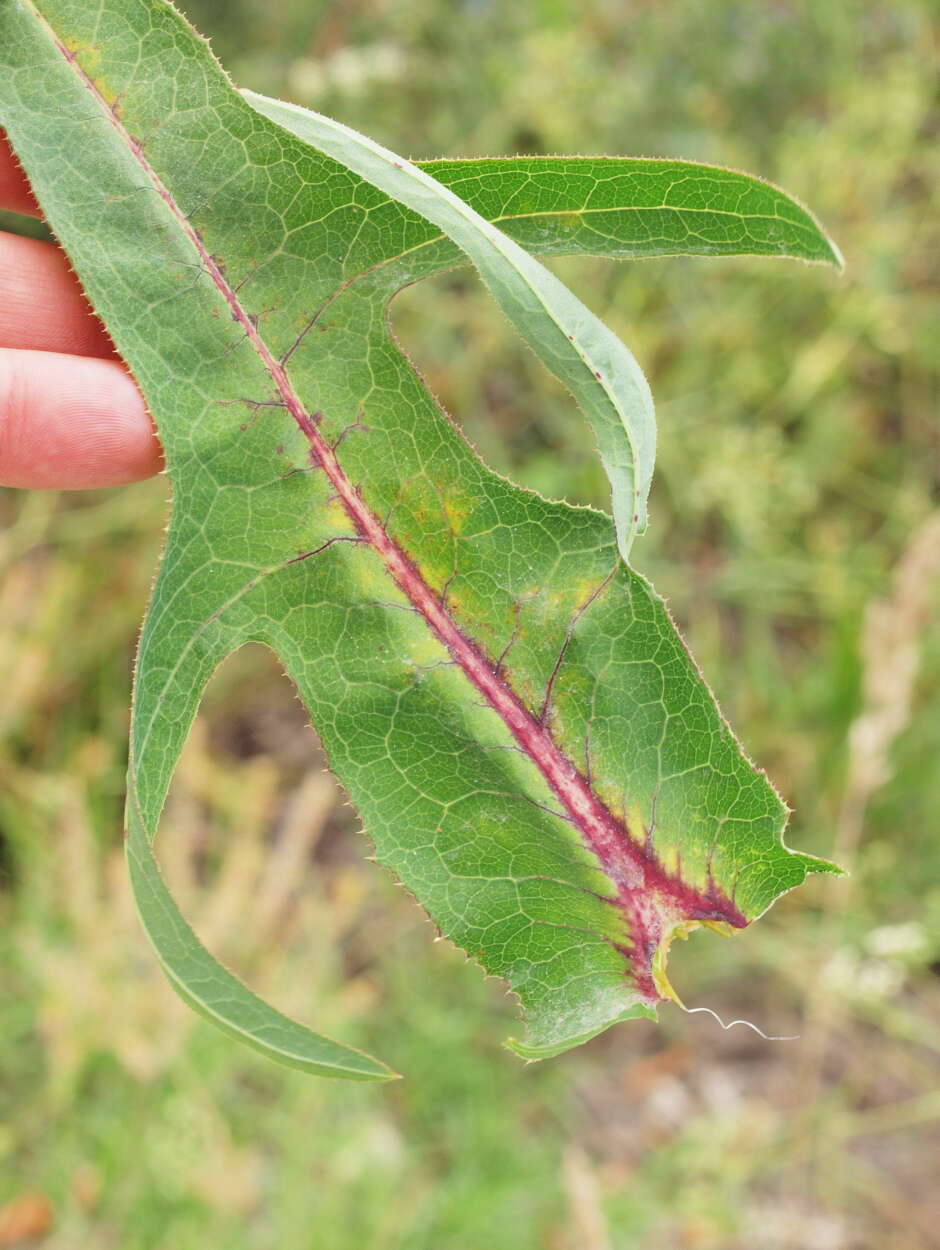 Image de Sonchus