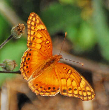 Image of Mexican Fritillary