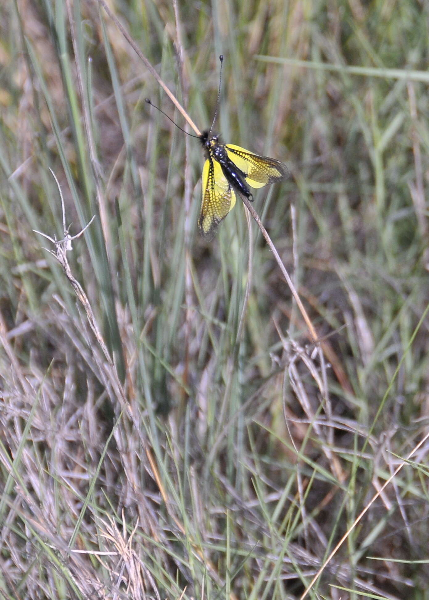 Image of Libelloides cunii (Navás 1901)