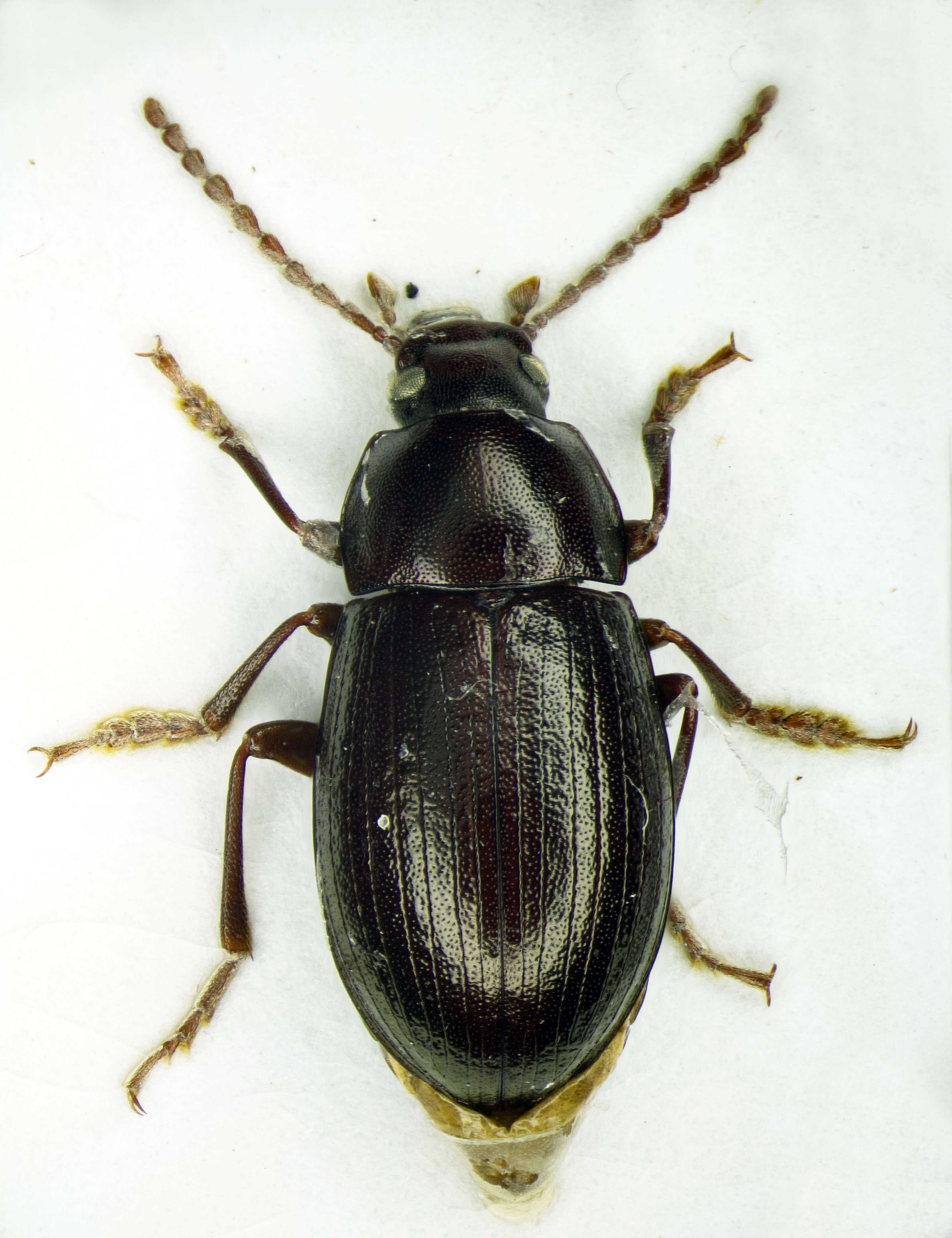 Image of Cylindronotus