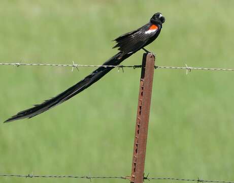 Image of Long-tailed Whydah