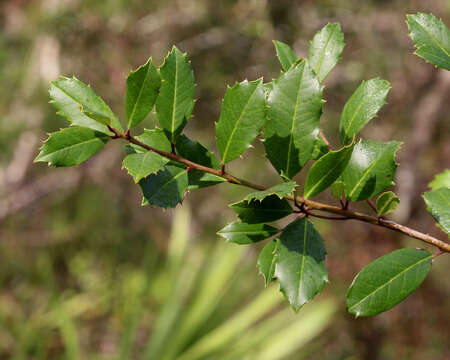 Image of American holly