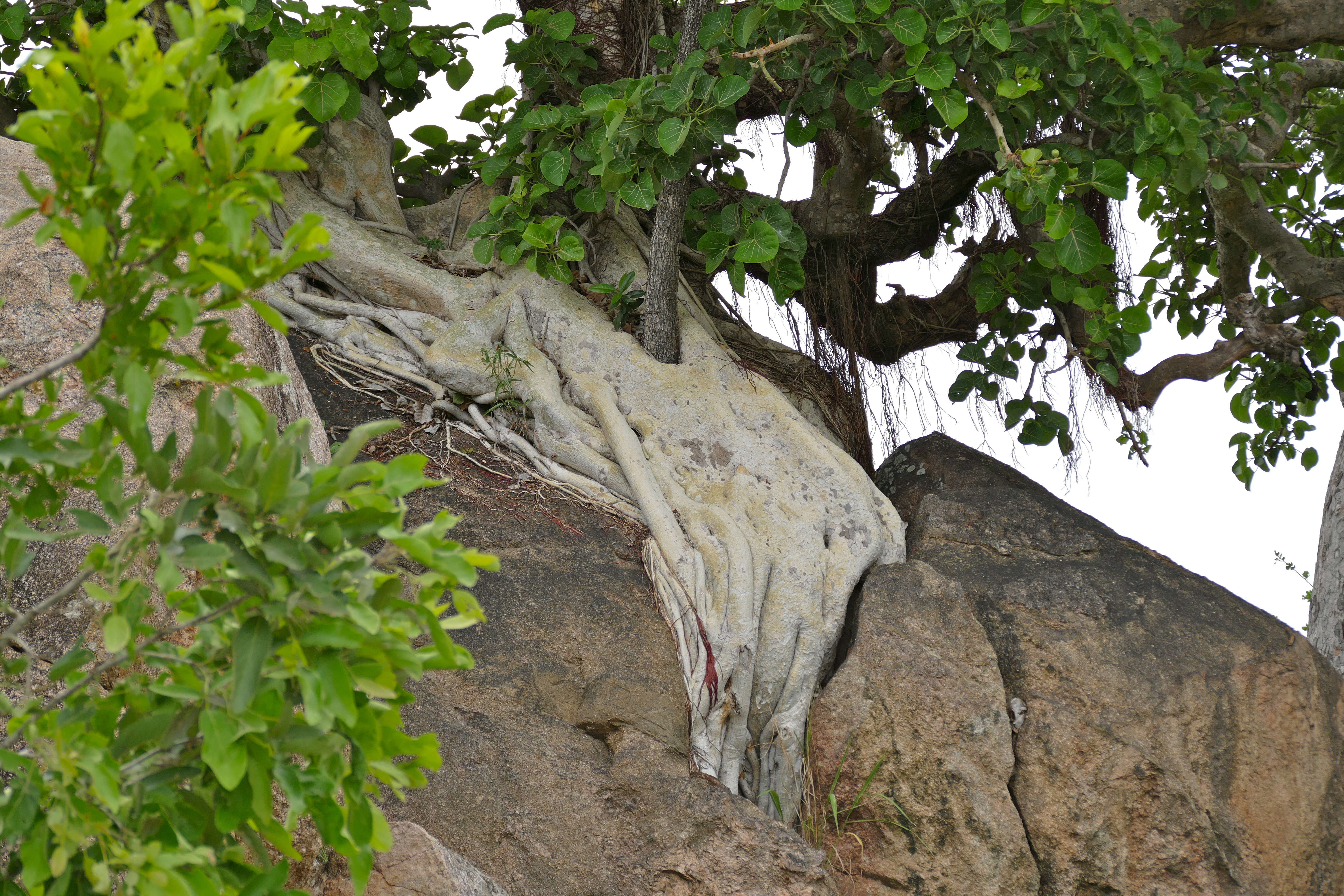 Image of Large-leaved rock fig