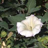 Image de Datura