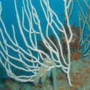 Image of white horny coral