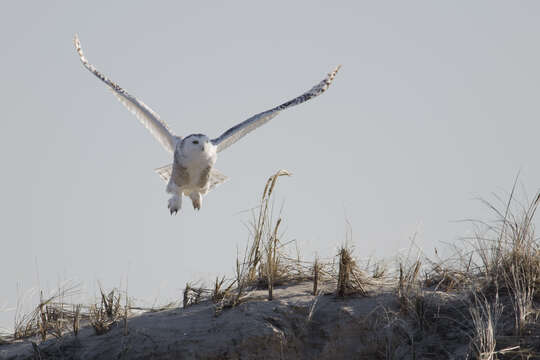 Imagem de Bubo scandiacus (Linnaeus 1758)