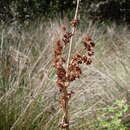 Image of Juncus kraussii Hochst.