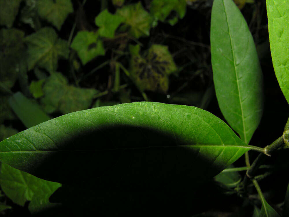 Image of milkweed