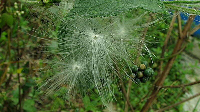 Image of Oxypetalum harleyi (Fontella & Goyder) Farin.