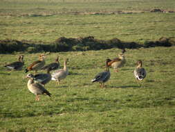 Image of Egyptian Goose