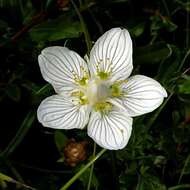 Слика од Parnassia palustris L.