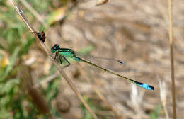 Image of Common Bluetail