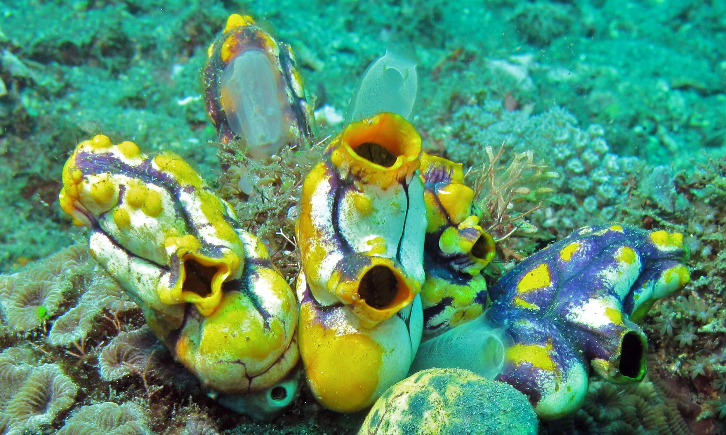 Image of Ox heart ascidian