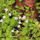 Clinopodium brownei (Sw.) Kuntze resmi