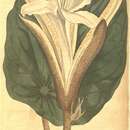 Image of Pterospermum acerifolium (L.) Willd.
