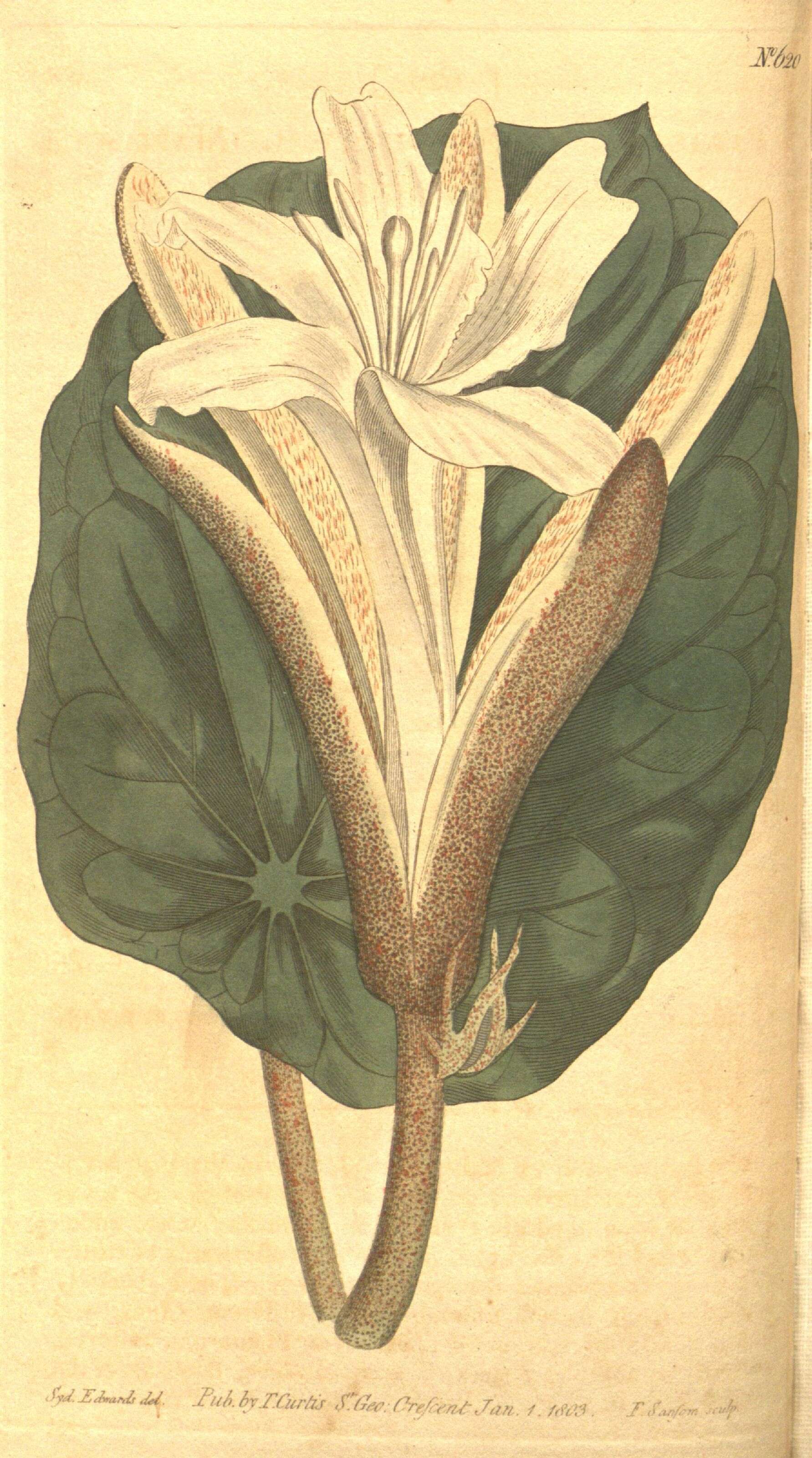 Image of Pterospermum