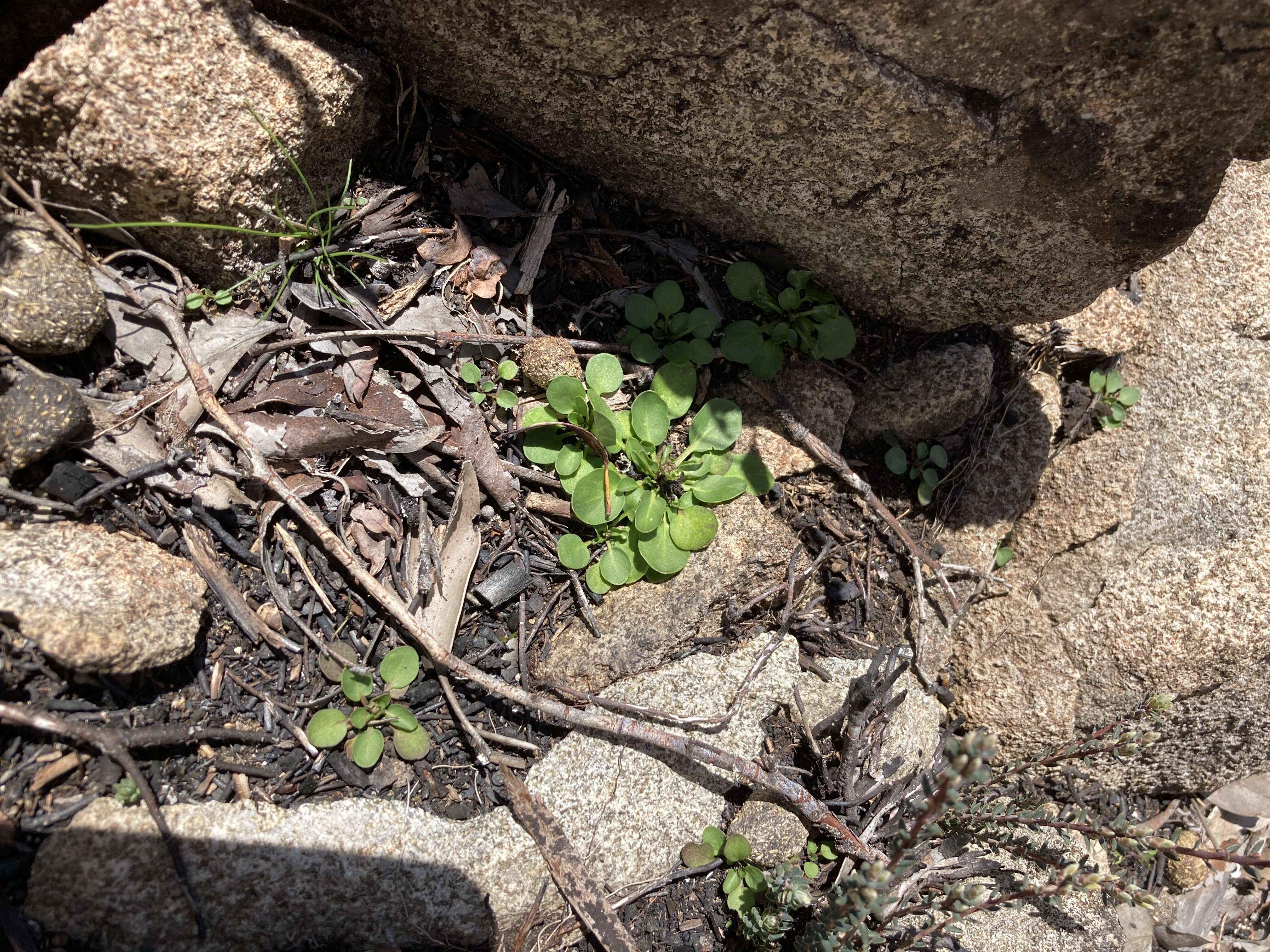 Image of Cardamine tryssa I. Thomps.