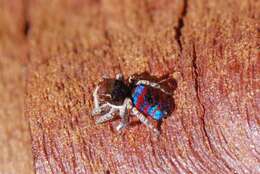 Image of Peacock Spiders