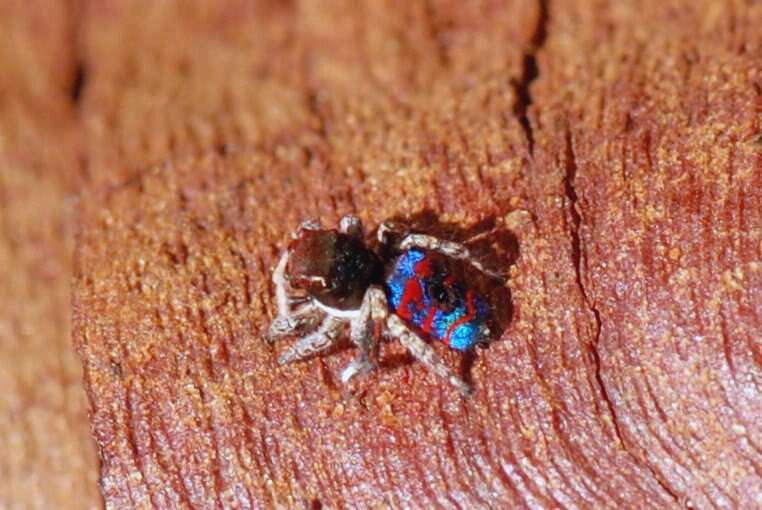 Image of Peacock Spiders