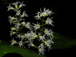 Image of Miconia gracilis Triana