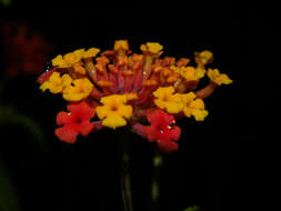 Image of lantana