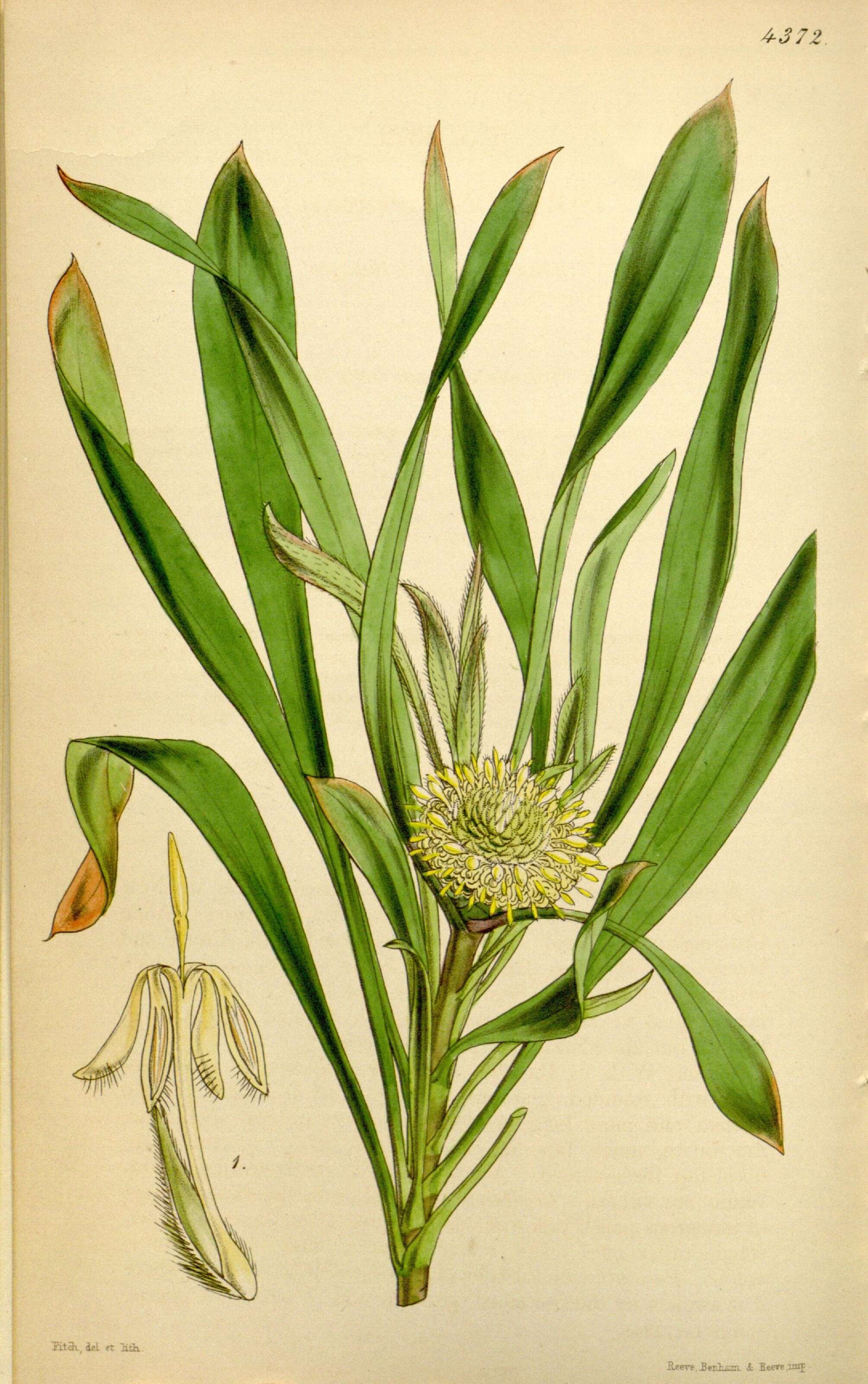 Image of Isopogon attenuatus R. Br.