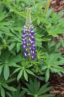 Image of big-leaved lupine