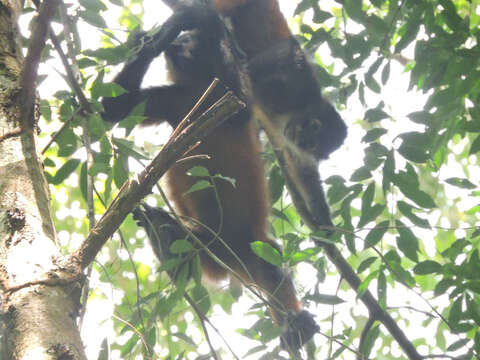 Image of Black-handed Spider Monkey