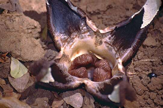 Image of Hydnora esculenta Jumelle & Perrier