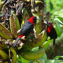 Image of Crimson-collared Tanager