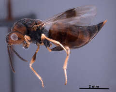 Image of Parasitoid wasp