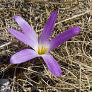 Image de Colchicum montanum L.