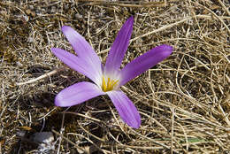 صورة Colchicum montanum L.