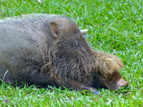 Image of Bearded Pig