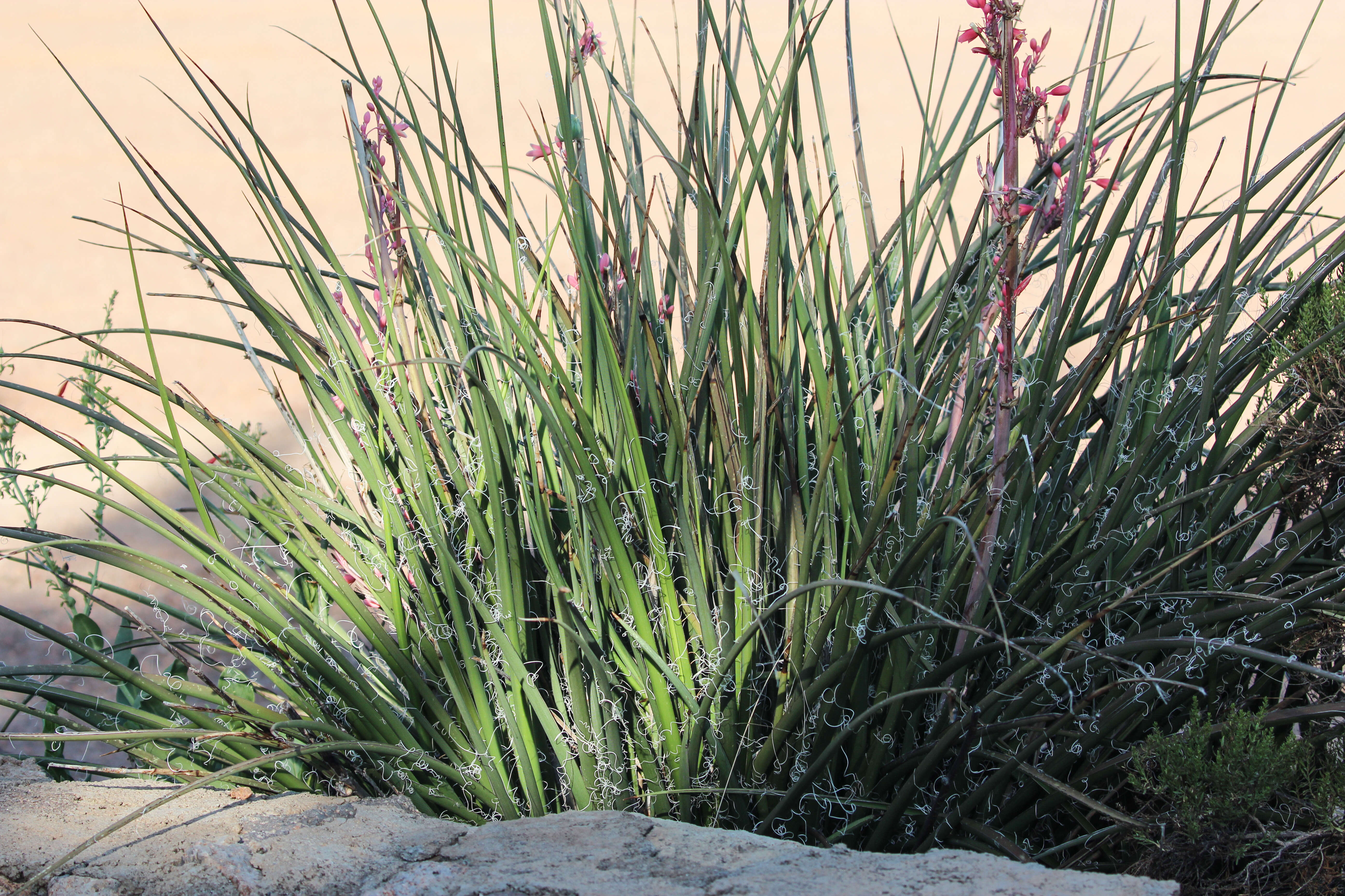 Image of false yucca