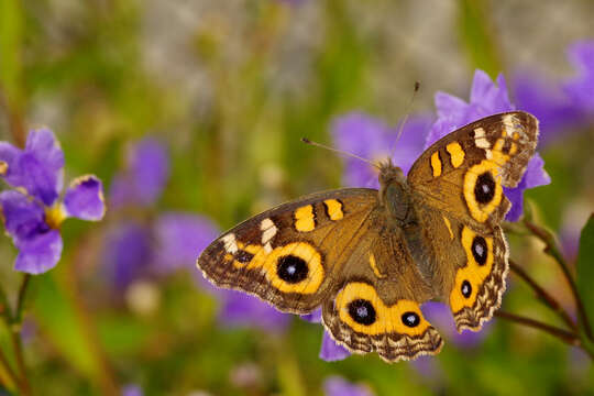 Image of Meadow Argus