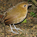 Image of Brown-banded Antpitta