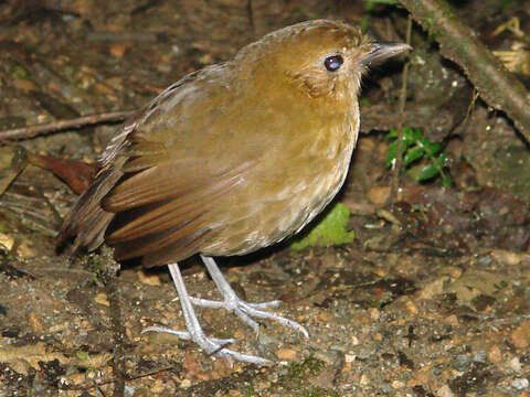 Image of Brown-banded Antpitta