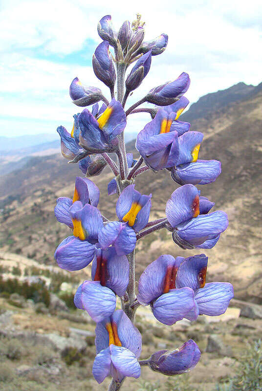 Imagem de Lupinus paniculatus Desr.