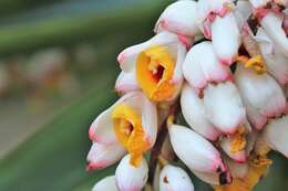 Image de Alpinia