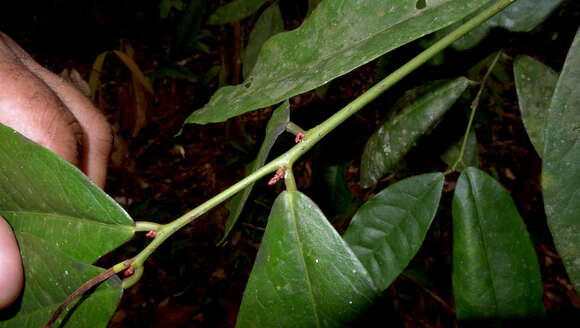 Image of Gymnanthes glabrata (Mart.) Govaerts