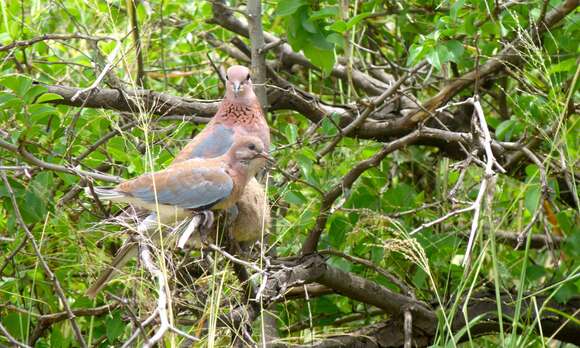 Image of laughing dove