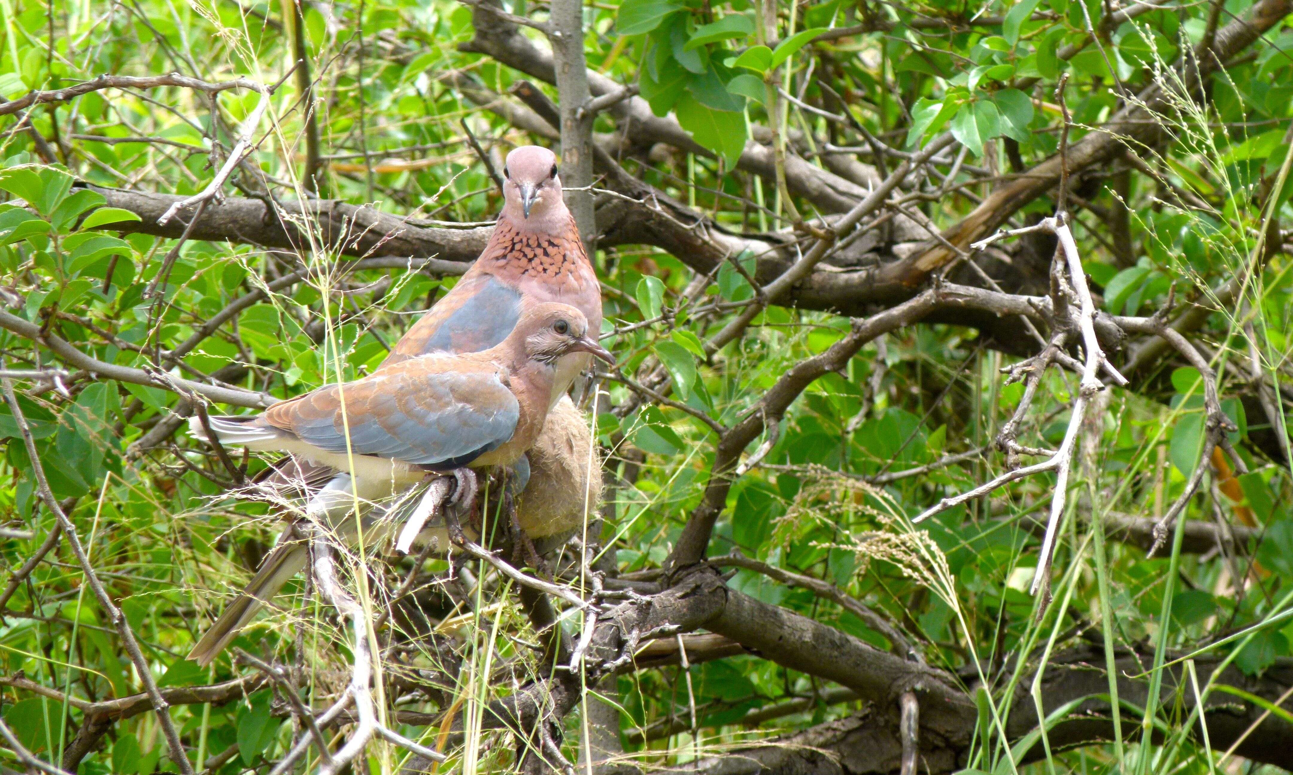 Sivun <i>Streptopelia senegalensis</i> kuva