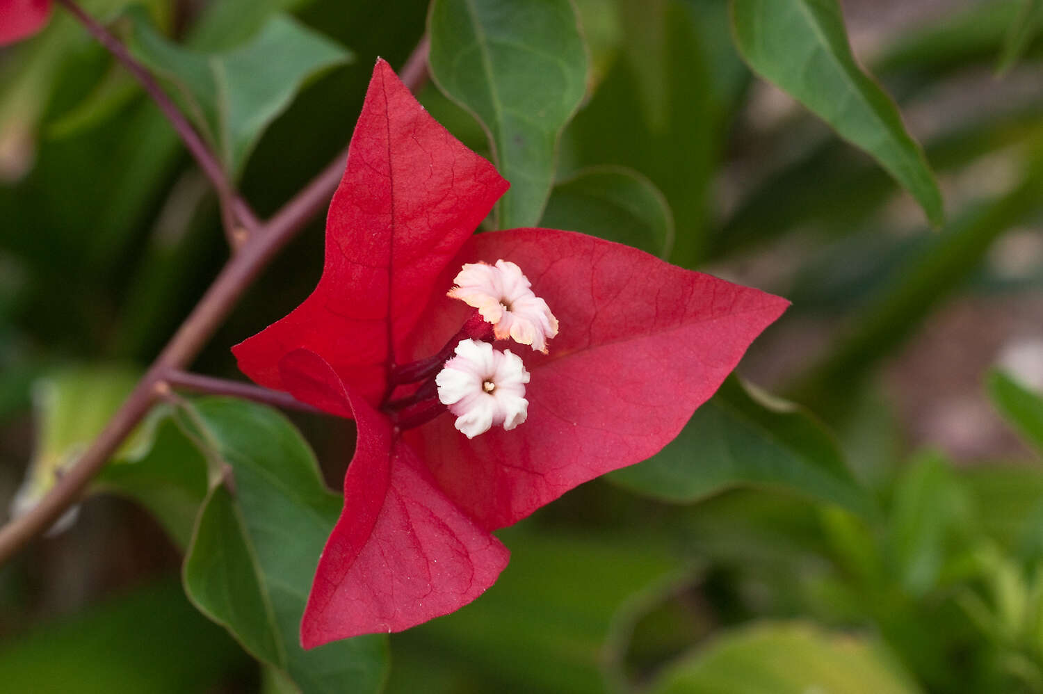 Image of bougainvillea