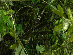 Image of Green Parrot Snake