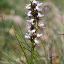 Image of Prasophyllum mimulum D. L. Jones