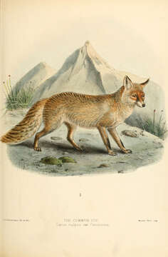 Imagem de Vulpes Frisch 1775